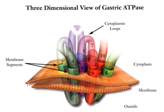 Gastric ATPs